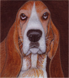Bassett