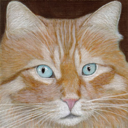 Buffcat